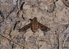 Poecilanthrax willistonii