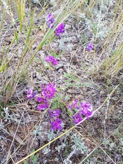 Astragalus davuricus