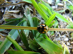 Cheilomenes sulphurea