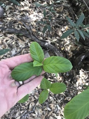 Frangula betulifolia