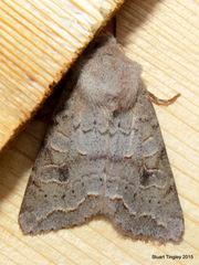 Orthosia revicta