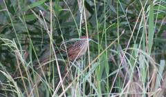 Sphenoeacus afer afer