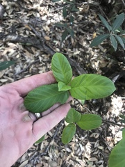 Frangula betulifolia
