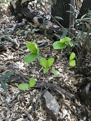 Frangula betulifolia