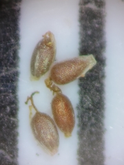 Cyperus subsquarrosus