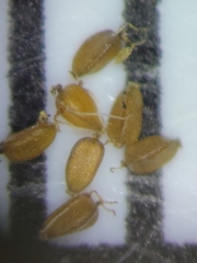 Cyperus neochinensis