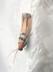 Dasypyga alternosquamella