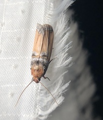 Dasypyga alternosquamella