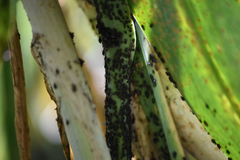 Aphidomorpha