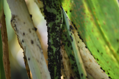 Aphidomorpha