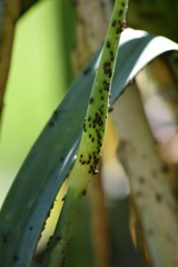Aphidomorpha