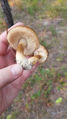 Tylopilus peralbidus