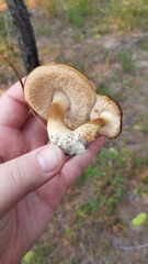 Tylopilus peralbidus