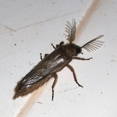 Phrixothrix