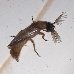 Phrixothrix