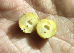 Disholcaspis simulata