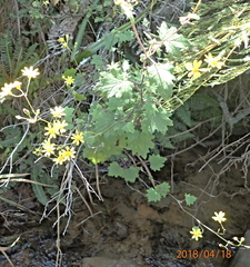Cineraria glandulosa
