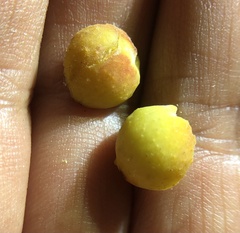 Disholcaspis simulata