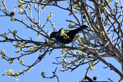 Prosthemadera novaeseelandiae novaeseelandiae