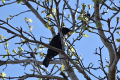 Prosthemadera novaeseelandiae novaeseelandiae