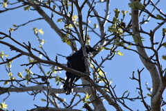 Prosthemadera novaeseelandiae novaeseelandiae