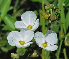 Echinodorus grandiflorus