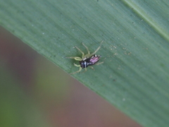 Phintella bifurcilinea