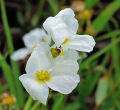 Echinodorus grandiflorus
