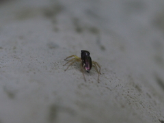 Phintella bifurcilinea