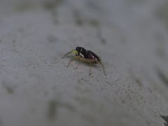 Phintella bifurcilinea