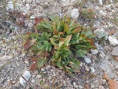 Oxytropis triphylla