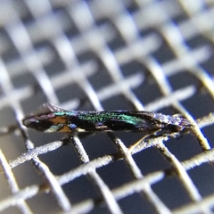 Nectopsyche splendida