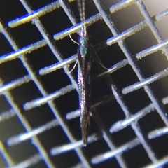 Nectopsyche splendida