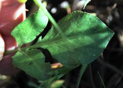 Lichtensteinia obscura