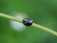 Brachyplatys subaeneus