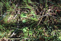 Lichtensteinia obscura