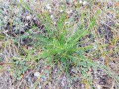 Oxytropis squammulosa