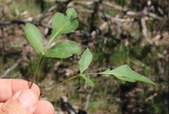 Lichtensteinia obscura