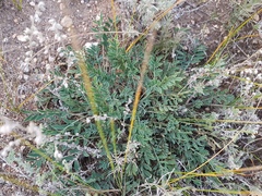 Astragalus scaberrimus