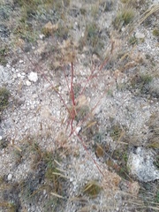 Kitagawia baicalensis