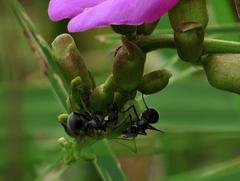 Polyrhachis spinicola