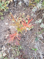 Potentilla verticillaris
