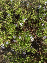 Trichostema nesophilum