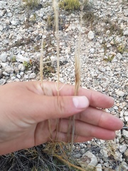 Stipa glareosa
