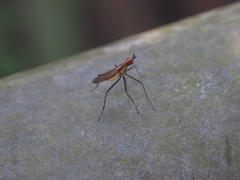 Telostylinus lineolatus