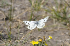 Pontia occidentalis