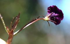 Monopsis debilis debilis