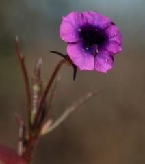 Monopsis debilis debilis