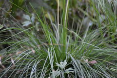 Carex elongata