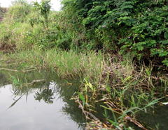 Echinochloa pyramidalis